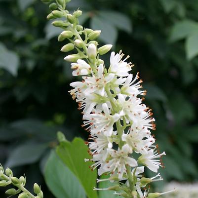 Clethra alnifolia Sugartina® Crystalina PP21561