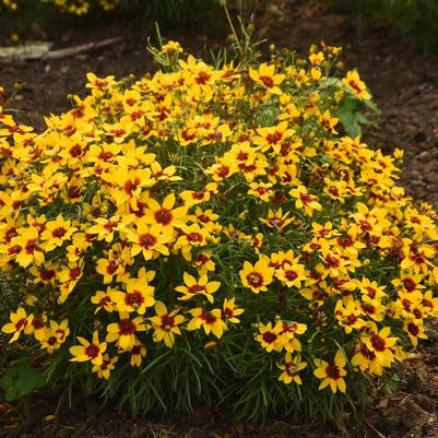 Coreopsis Designer Threads® Golden Needles