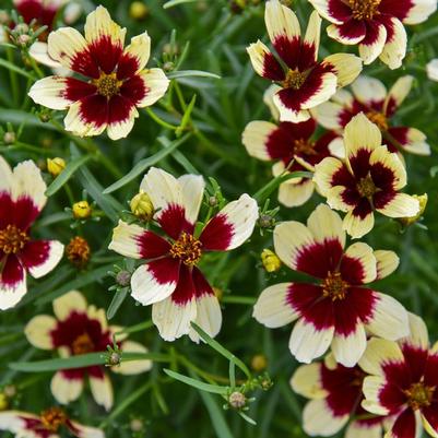 Coreopsis Designer Threads® Creamy Calico