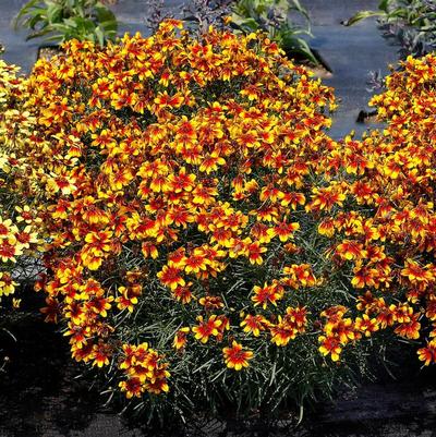 Coreopsis Fall Sensation Sunny Side