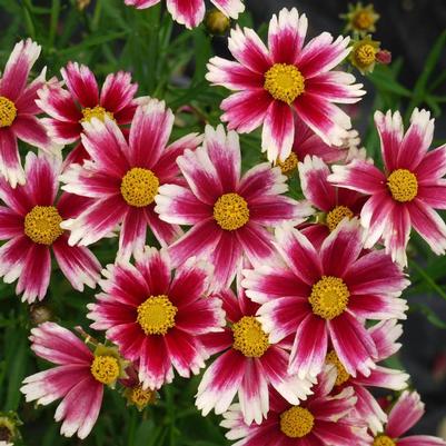 Coreopsis Li'l Bang™ Candy Stripes PP33888