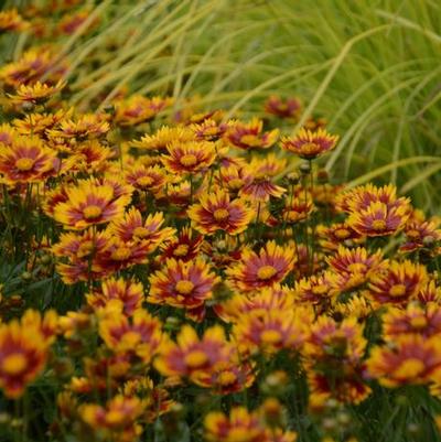 Coreopsis Li'l Bang™ Daybreak PPAF