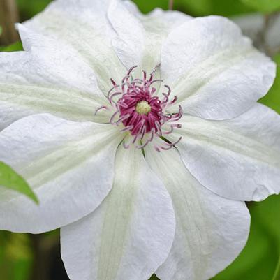Clematis Miss Bateman