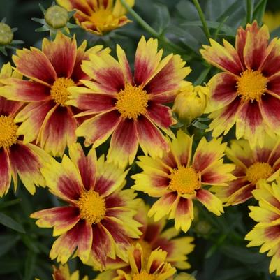 Coreopsis Li'l Bang™ Enchanted Eve PP27857