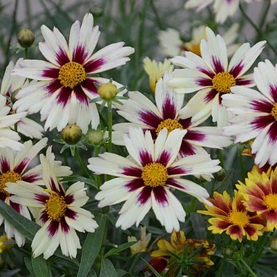 Coreopsis Li'l Bang™ Starlight PP28005