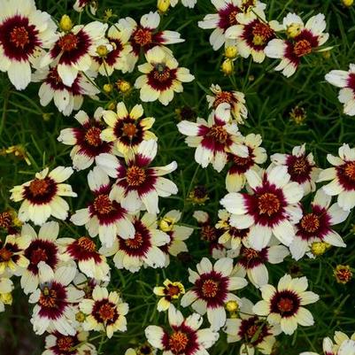 Coreopsis Sizzle & Spice® Red Hot Vanilla PP30909