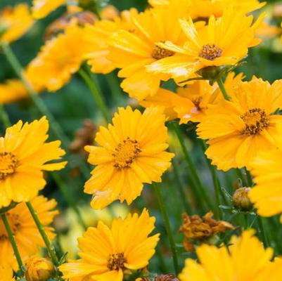 Coreopsis Sunbright Golden