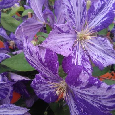 Clematis Tie Dye