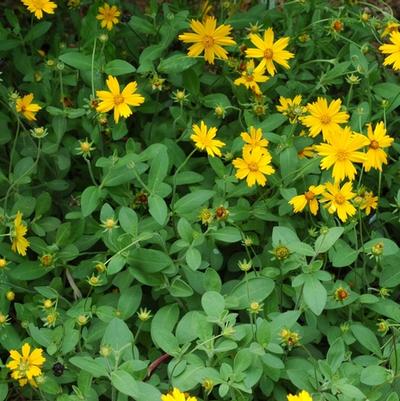 Coreopsis Sunshine Superman