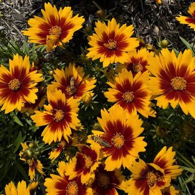 Coreopsis UpTick™ Gold & Bronze PP28882