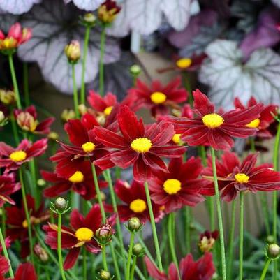 Coreopsis Li'l Bang™ Red Elf PP27918