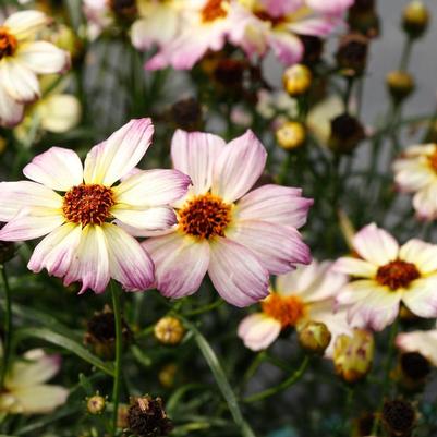 Coreopsis Nova® Jewel