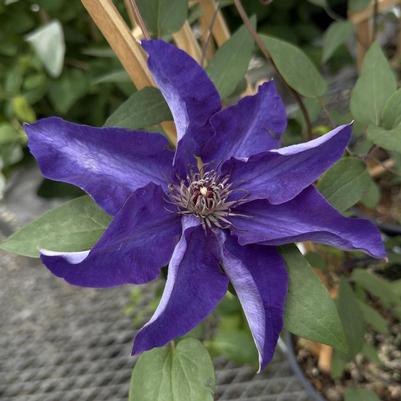 Clematis The President