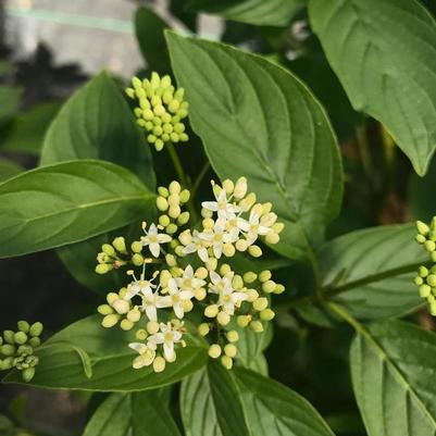 Cornus stolonifera Arctic Fire® Yellow PP32351