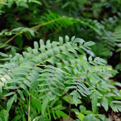 Osmunda regalis spectabilis 