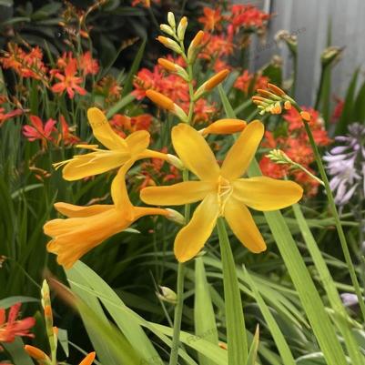 Crocosmia George Davison