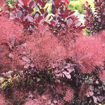 Cotinus coggygria Winecraft Black® PP30216