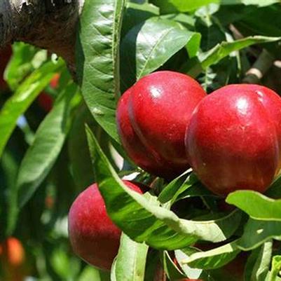 Nectarine Semi-Dwarf Goldmine