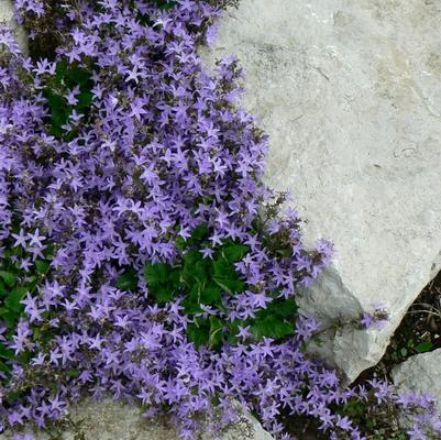 Campanula poscharskyana Blue Waterfall