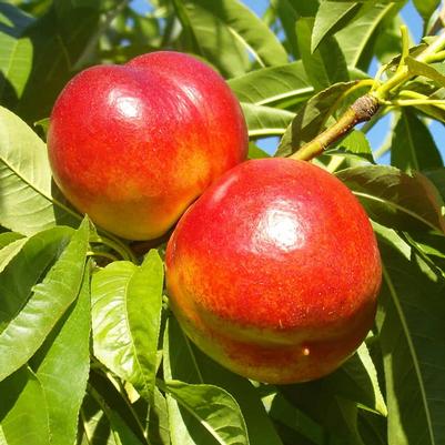 Nectarine Semi-Dwarf Red Gold