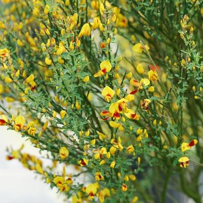 Cytisus scoparius Sister Disco® PP30186