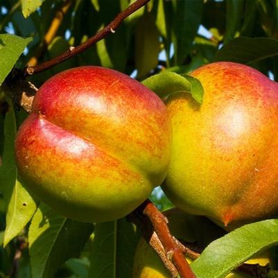 Nectarine Semi-Dwarf Sunglo