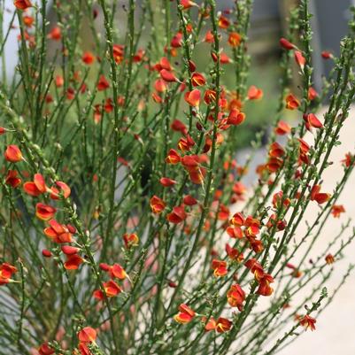 Cytisus scoparius Sister Redhead® PP30214