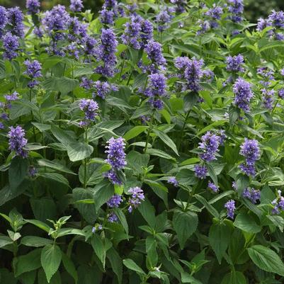 Nepeta Prelude™ Blue PP31901