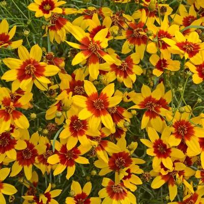 Coreopsis Sizzle & Spice® Curry Up PP28521
