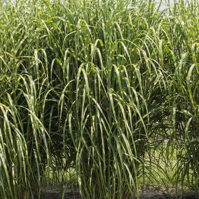 Miscanthus sinensis High Frequency™ PP34712