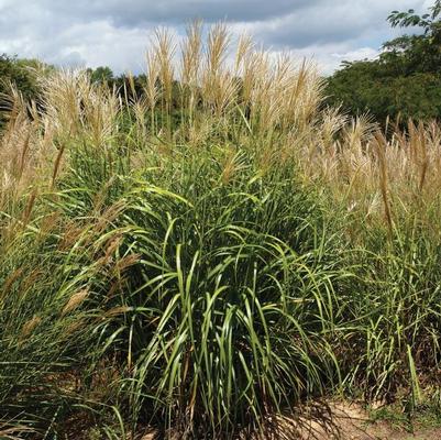 Miscanthus sinensis My Fair Maiden™ PP26387