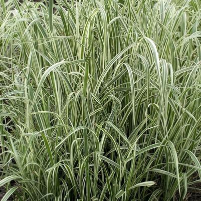 Miscanthus sinensis Variegata