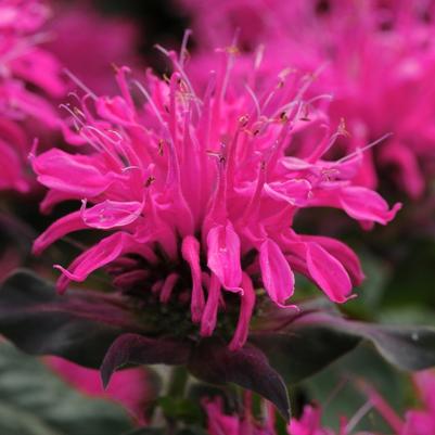 Monarda Balmy™ Rose PP26567