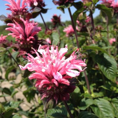 Monarda Bee-You™ Bee-Lieve