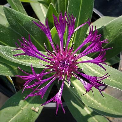 Centaurea montana Amethyst Dream