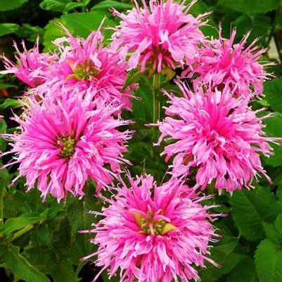 Monarda didyma Petite Delight