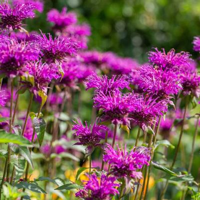 Monarda didyma Pocahontas Deep Purple