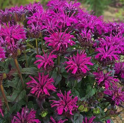Monarda didyma Sugar Buzz® Rockin Raspberry