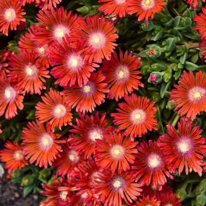 Delosperma Kaleidoscope™ Dancing Embers PPAF
