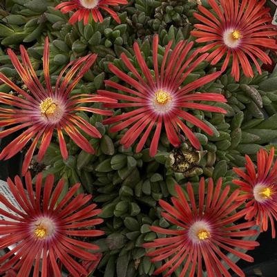 Delosperma Red Mountain® Flame