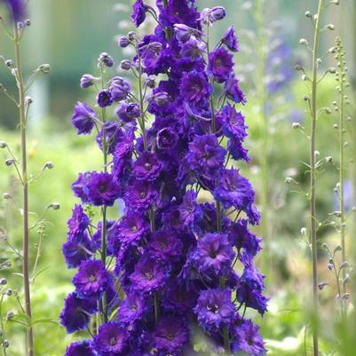 Delphinium New Millennium Pagan Purples