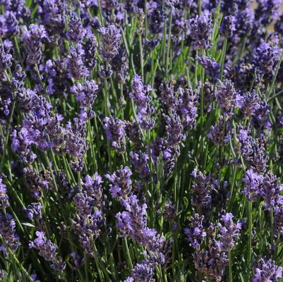 Lavandula Super Blue
