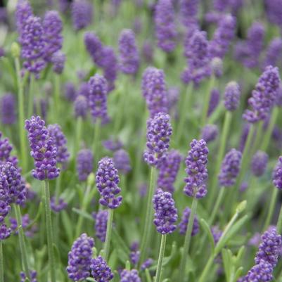 Lavandula angustifolia Sweet Dreams™ Blue