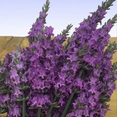 Lavandula x intermedia Sensational!®