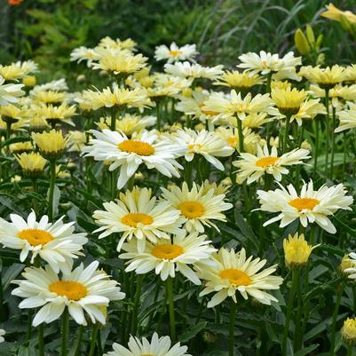 Leucanthemum Amazing Daisies® Banana Cream ll
