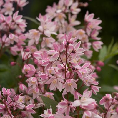 Deutzia Yuki Cherry Blossom® PP28347