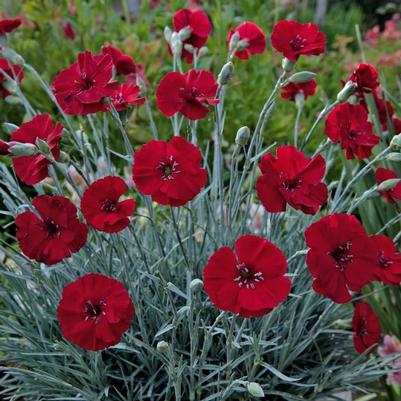 Dianthus American Pie® Cherry Pie