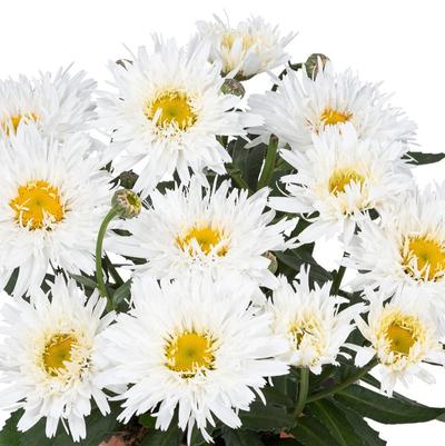 Leucanthemum Sweet Daisy™ Rebecca