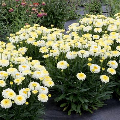 Leucanthemum x superbum Lemon Puff™ PP31455