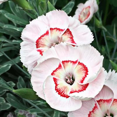Dianthus American Pie® Georgia Peach Pie